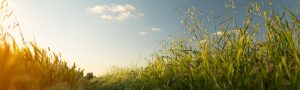 Uma paisagem serena de grama alta e flores silvestres sob um céu azul claro, banhada pela quente luz dourada do sol poente. O horizonte estende-se suavemente com algumas nuvens dispersas, criando um cenário tranquilo e natural.